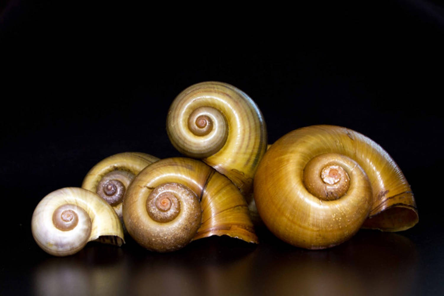 Empty Brown Snail Shells Wallpaper
