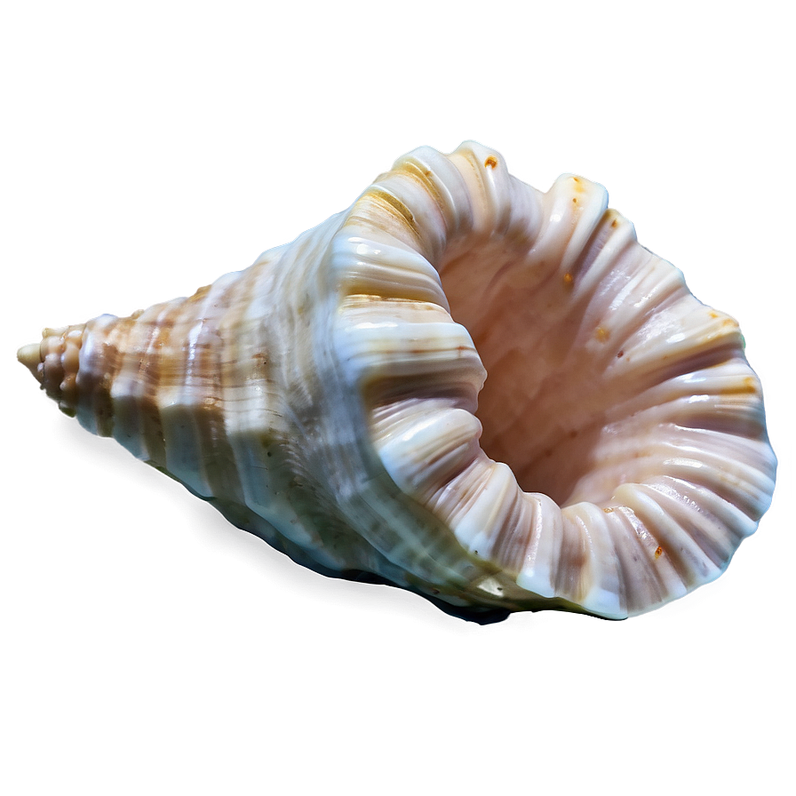 Empty Conch Shell Png Lkh16 PNG