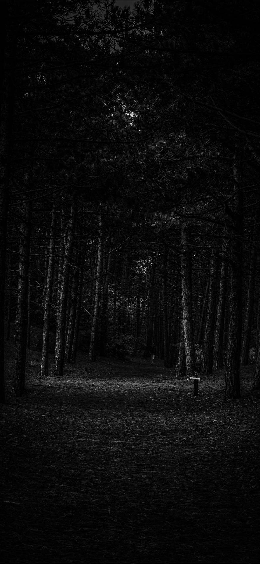 Download Empty Forest Iphone Dark Wallpaper 