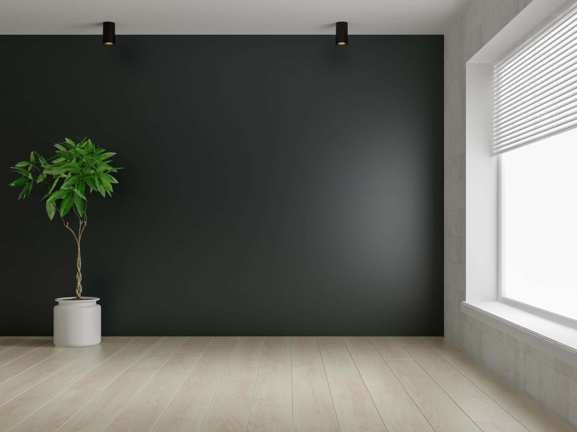Empty Room With Black Wall And Plant