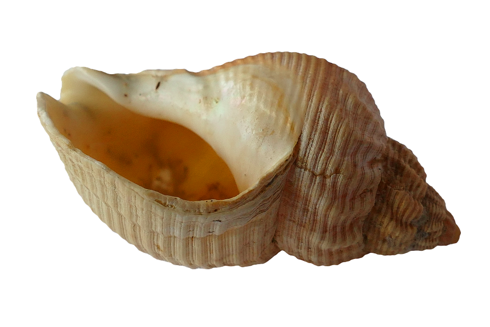 Empty Sea Shellon Transparent Background PNG