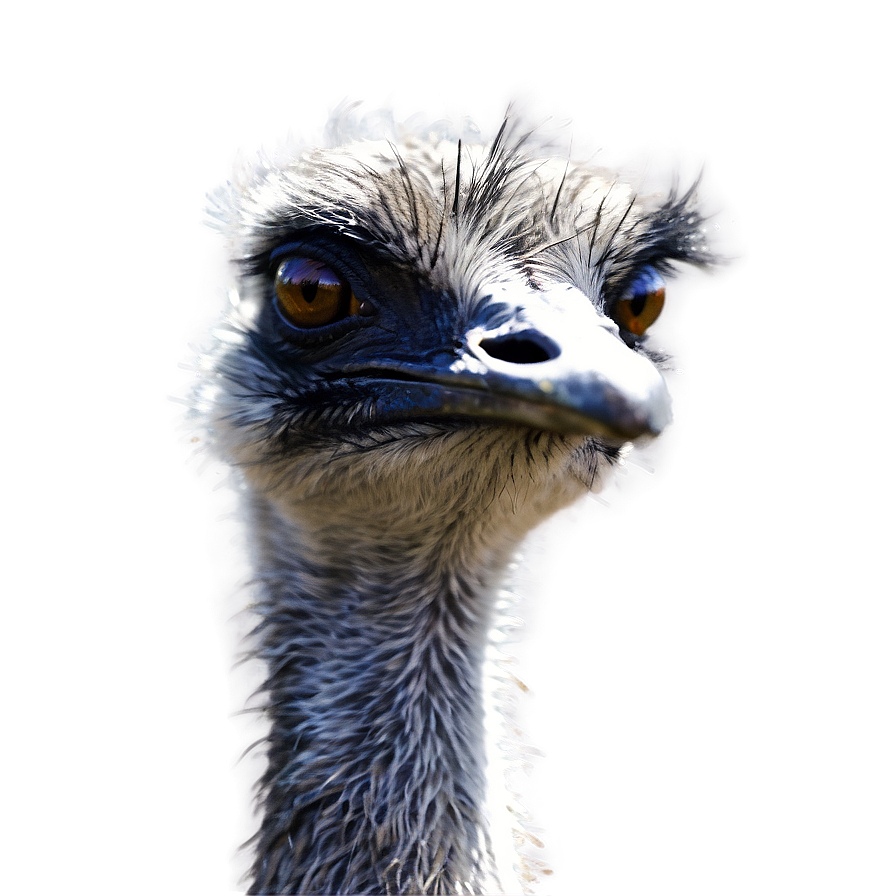 Emu Close-up Png 06252024 PNG