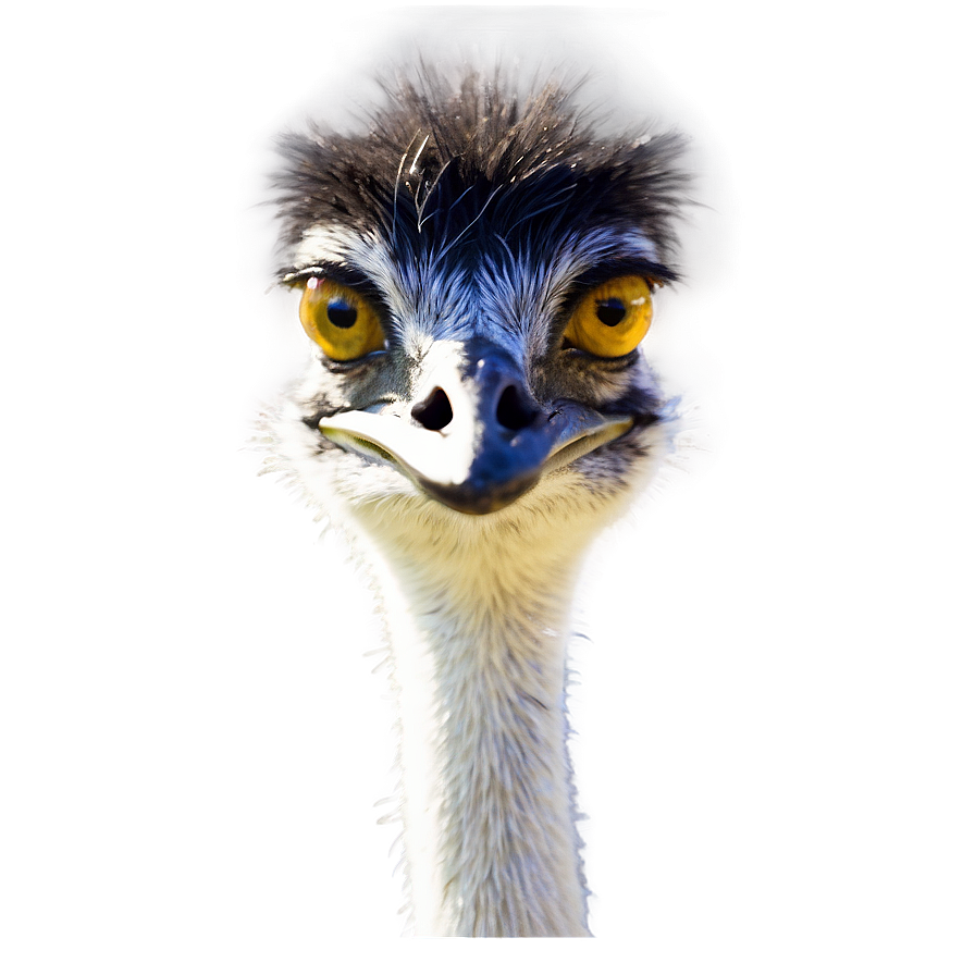 Download Emu Face Png 06252024 | Wallpapers.com