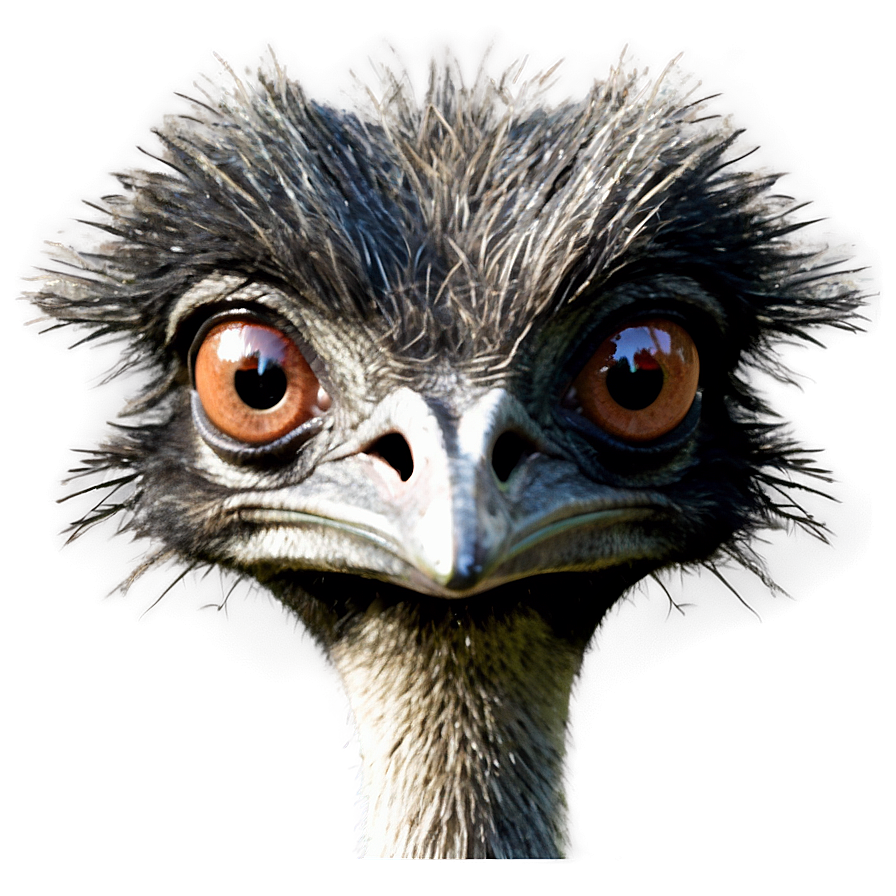 Emu Face Png 06252024 PNG