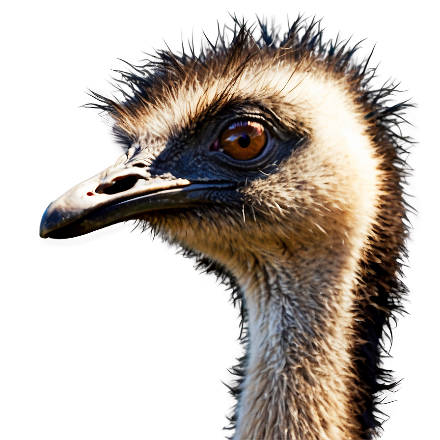 Download Emu Head Png 06252024 | Wallpapers.com