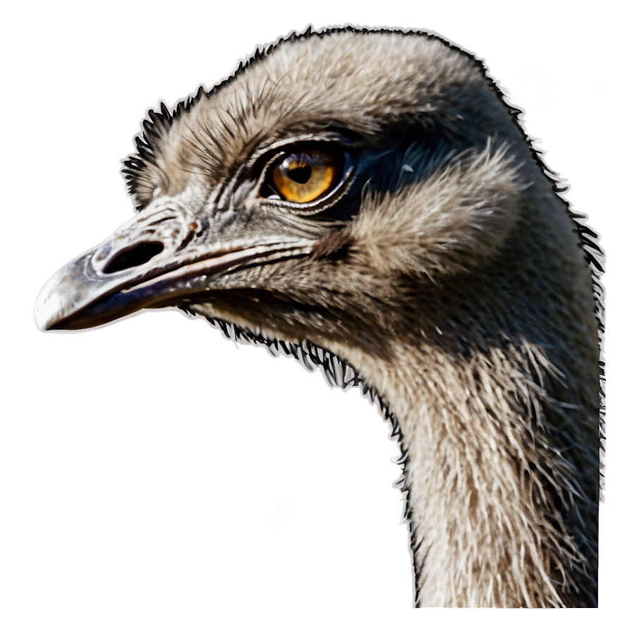 Download Emu Head Png 83 | Wallpapers.com