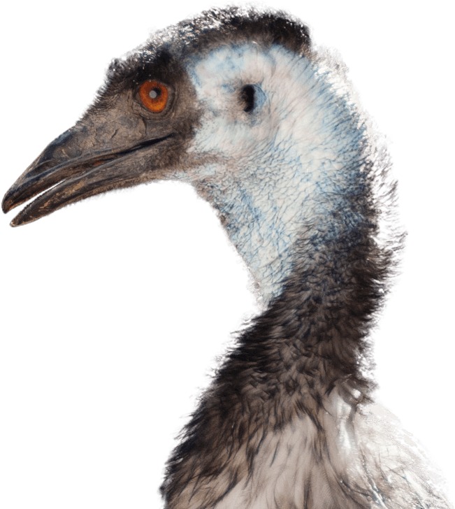 Emu Head Portrait PNG