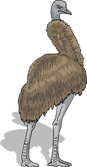 Emu Illustration Brown Feathers PNG