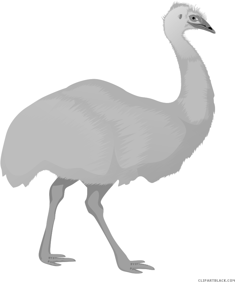 Emu Illustration Graphic PNG