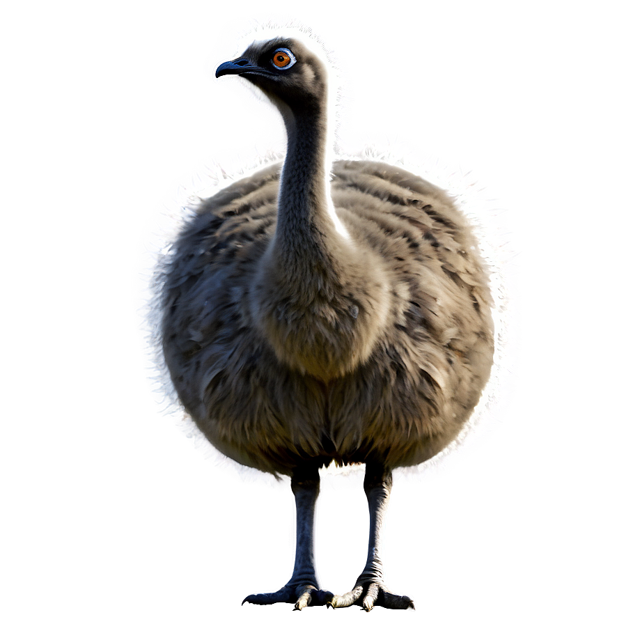 Download Emu Illustration Png Reg