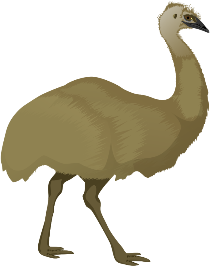 Emu Illustration Profile View PNG