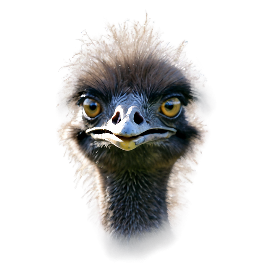 Emu In The Wild Png 06252024 PNG