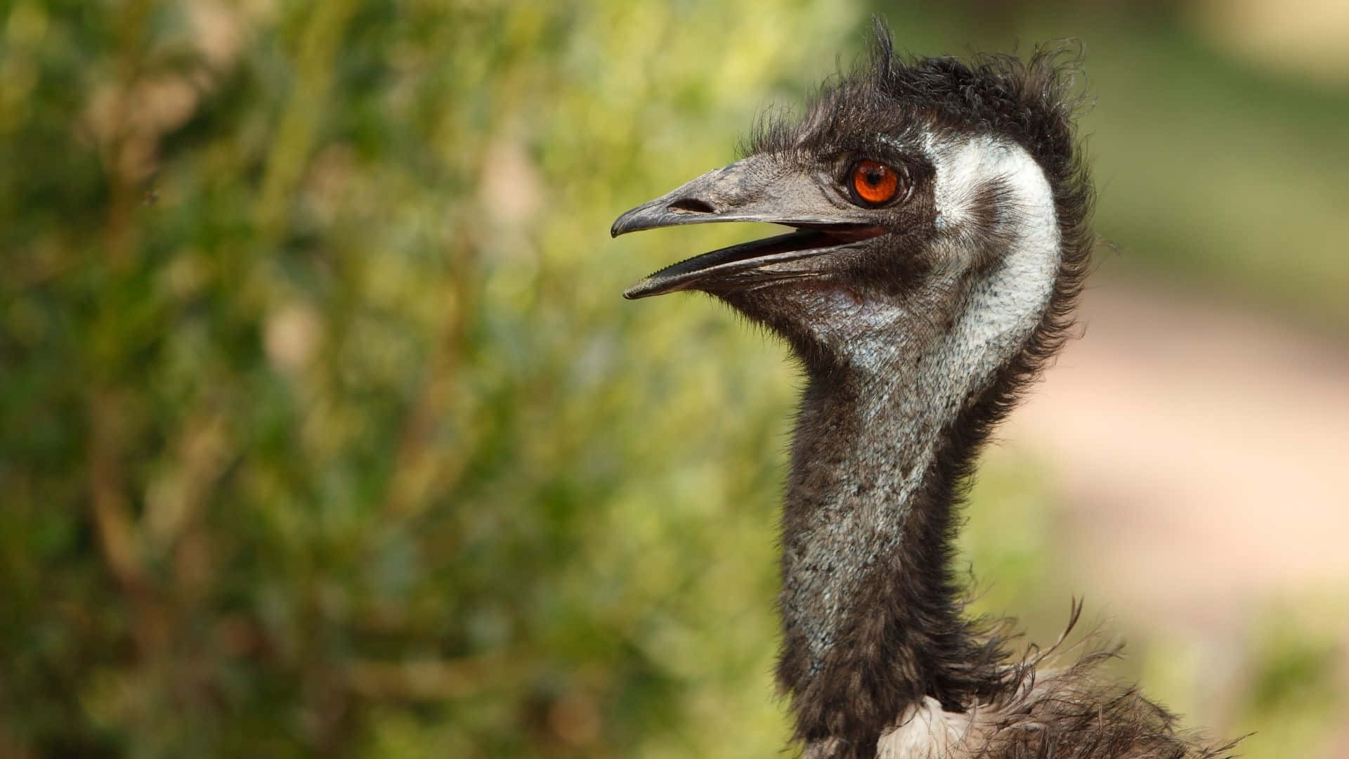 Download Emu Portraitin Natural Habitat.jpg Wallpaper | Wallpapers.com