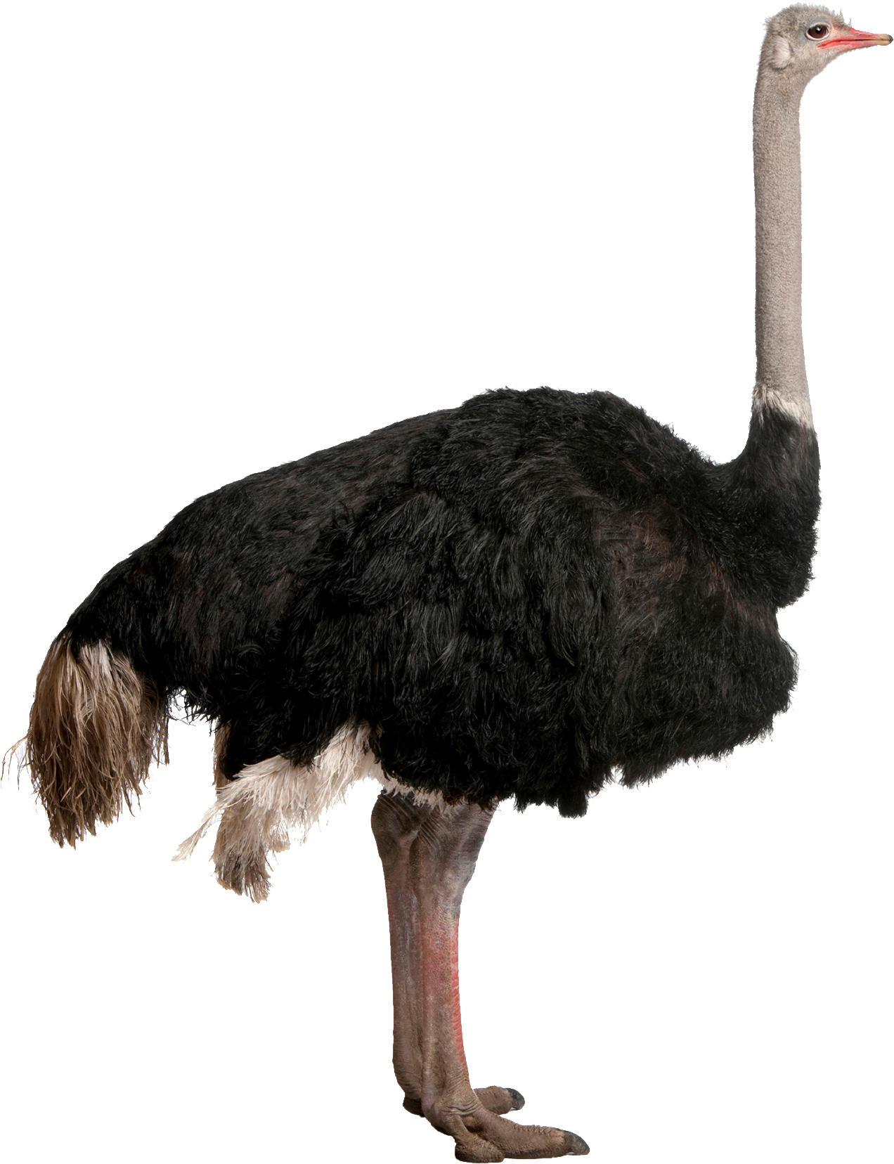 Emu Profile Isolated.png PNG