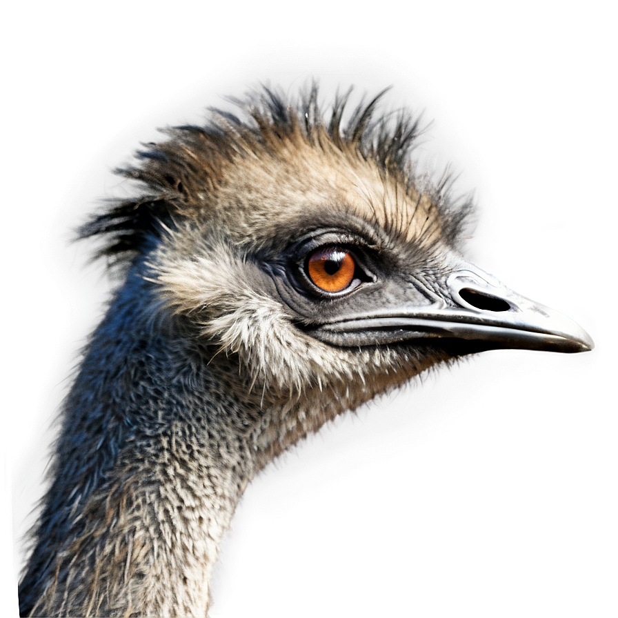 Download Emu Profile Png 47 | Wallpapers.com