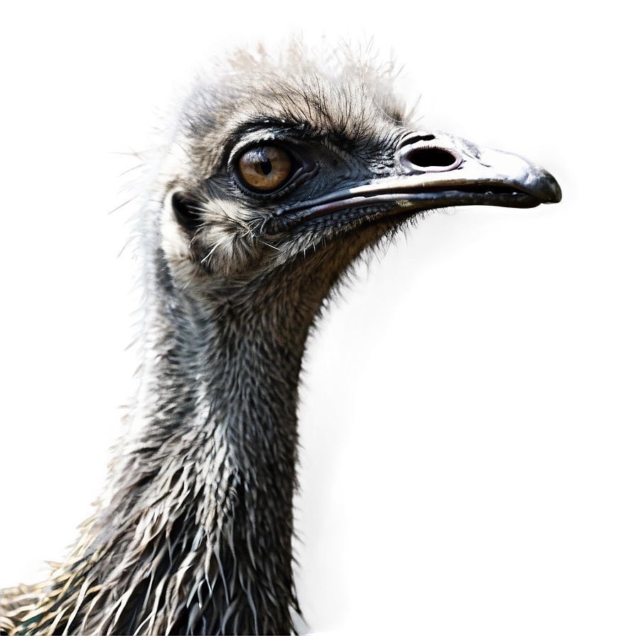 Download Emu Profile Png 66 | Wallpapers.com