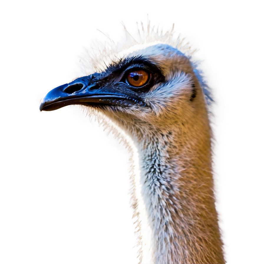 Emu Profile Png Ard PNG