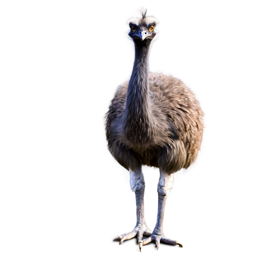 Download Emu Side View Png Kyk | Wallpapers.com