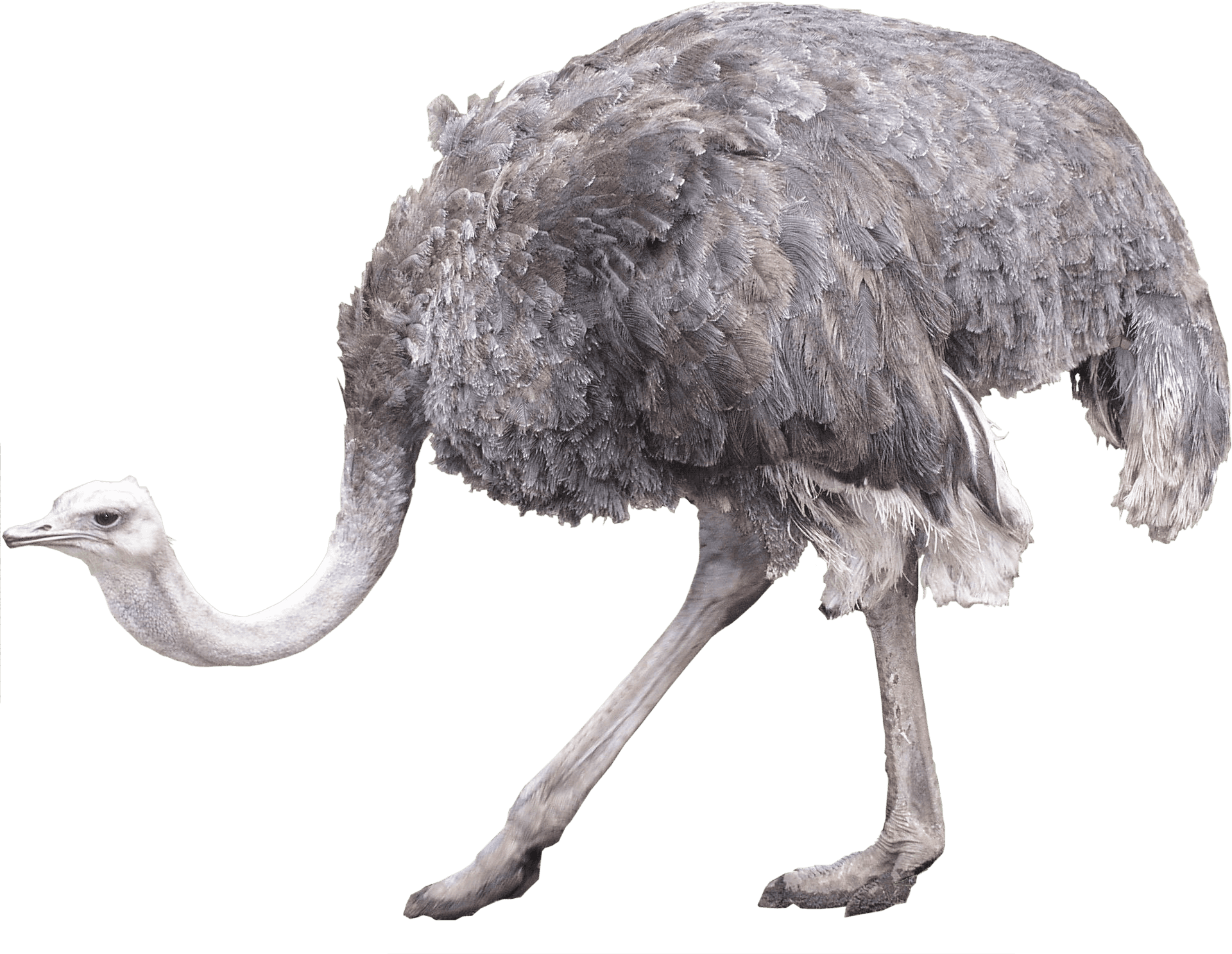 Emu Side View Profile PNG
