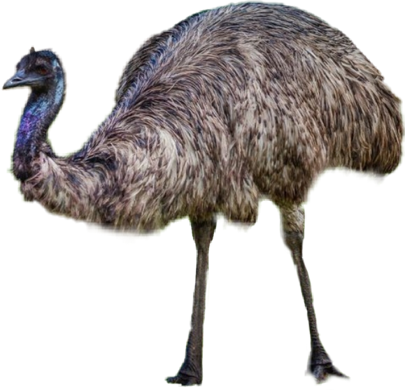 Emu Standing Profile PNG