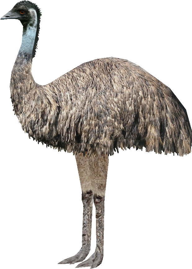 Emu Standing Profile PNG