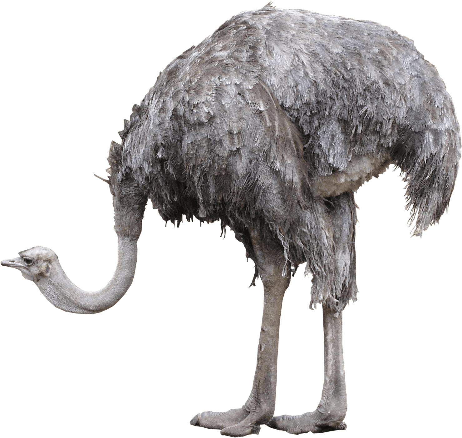 Download Emu Standing Side View | Wallpapers.com