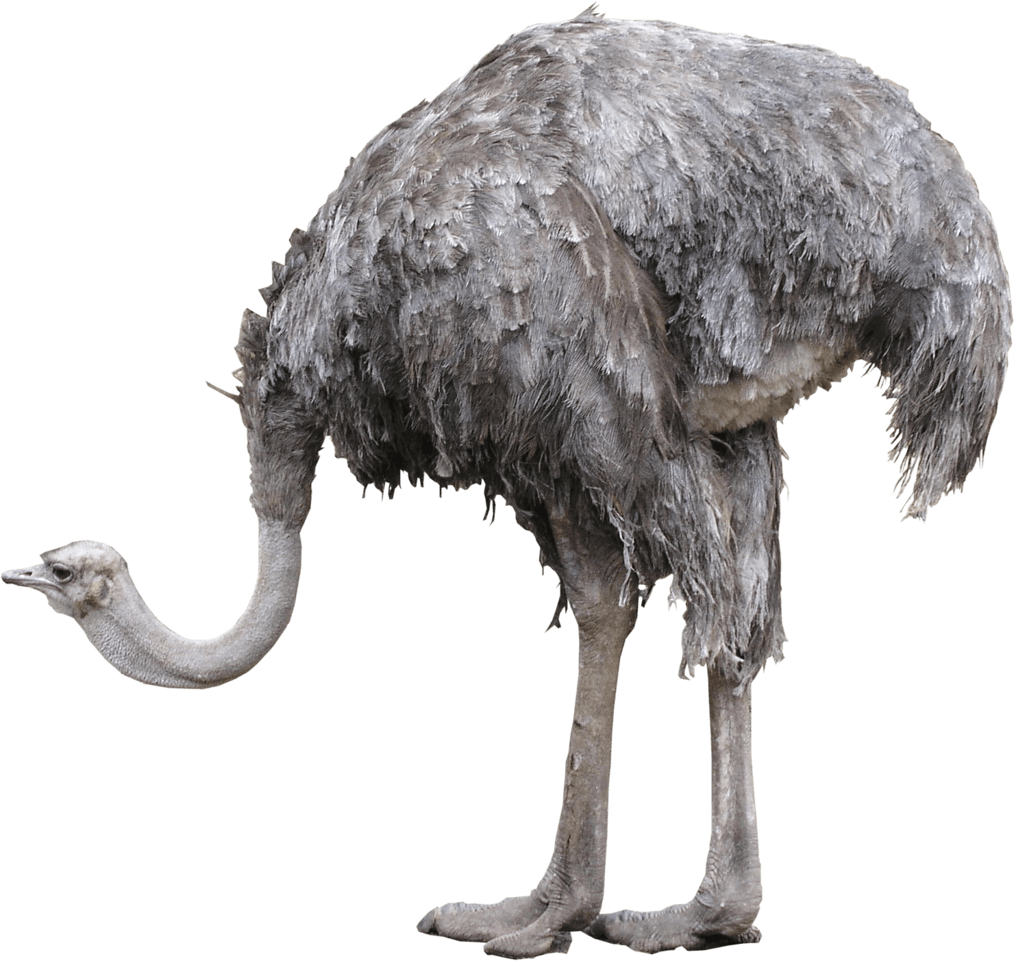 Emu Standing Side View PNG