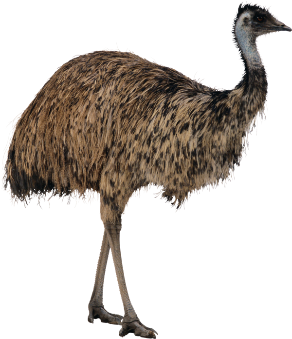 Download Emu Standing Side View | Wallpapers.com