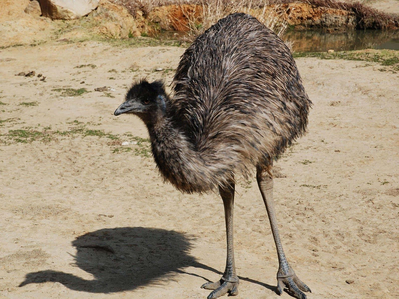 Download Emu Standingin Sunlight.jpg Wallpaper | Wallpapers.com