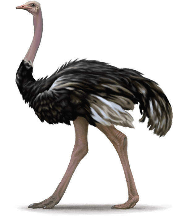 Emu Striding Profile PNG