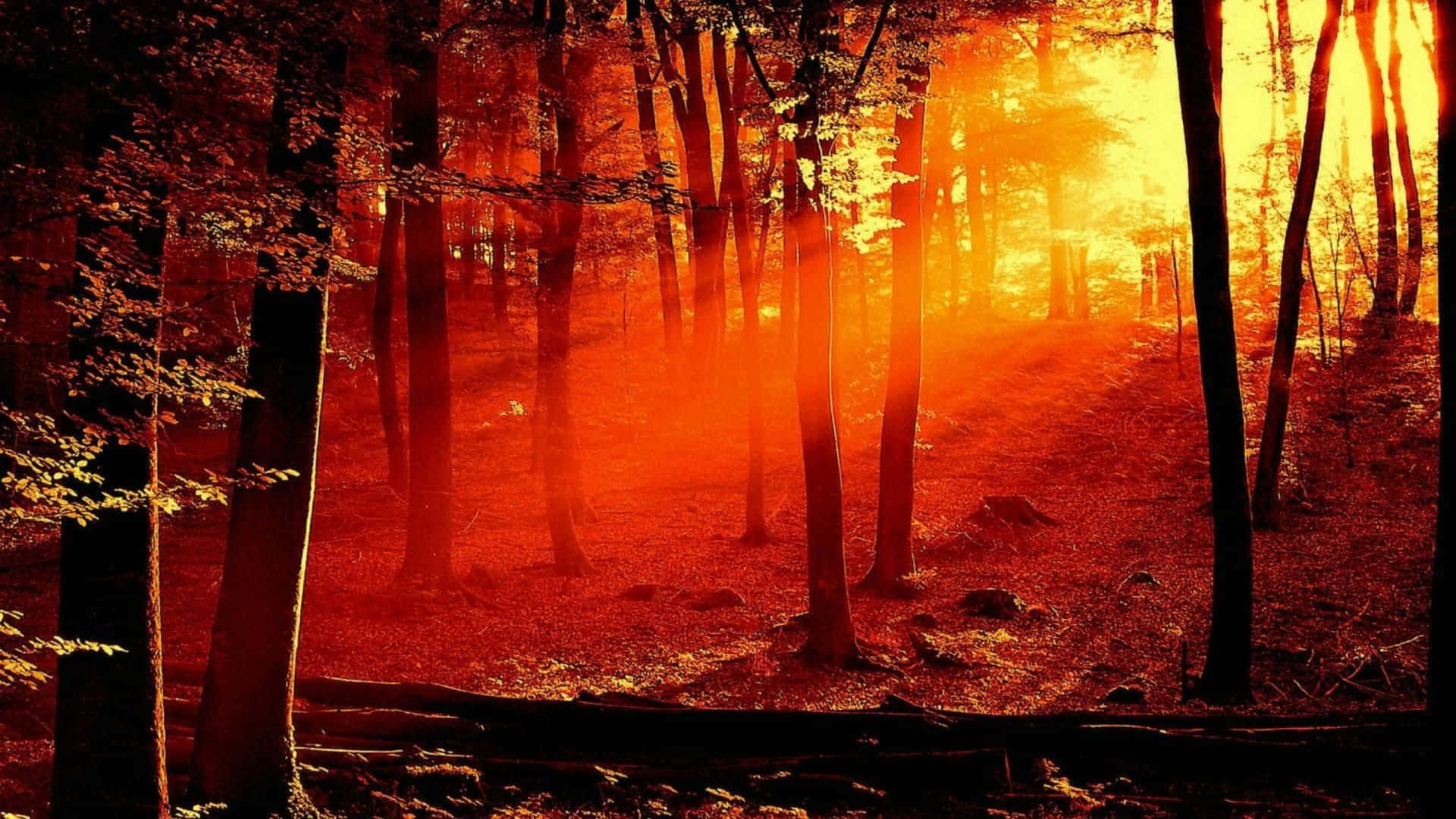 Enchanted Autumn Forest Sunrise Wallpaper