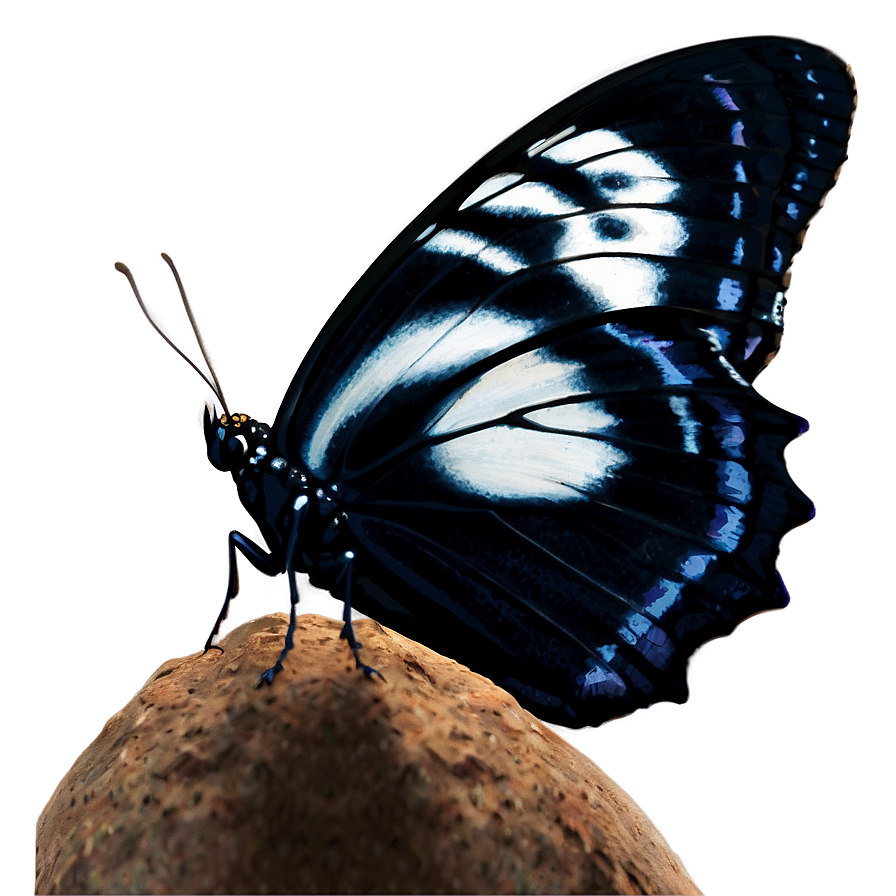 Enchanted Black Butterfly Png 06252024 PNG