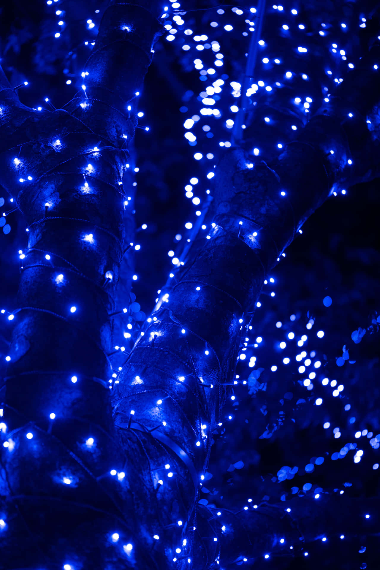 Enchanted Blue Lights Tree PNG