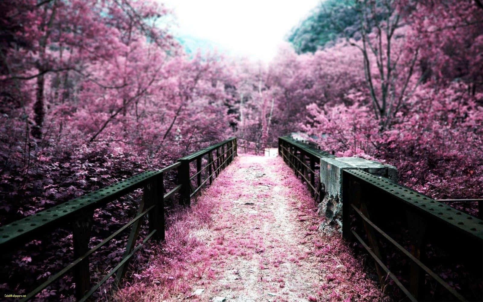 Enchanted Cherry Blossom Pathway Wallpaper