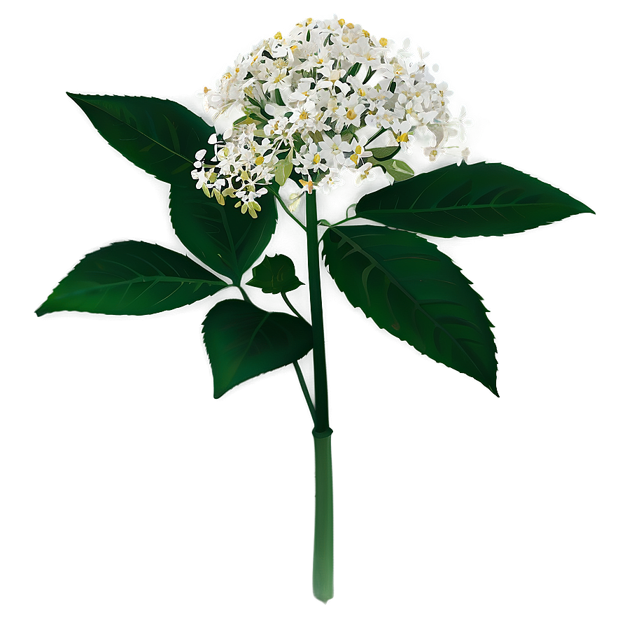 Enchanted Elderflower Png 06252024 PNG