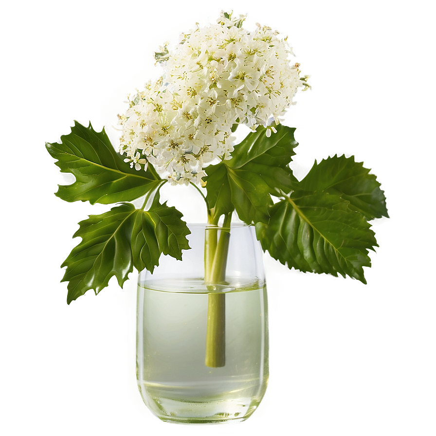 Enchanted Elderflower Png 81 PNG