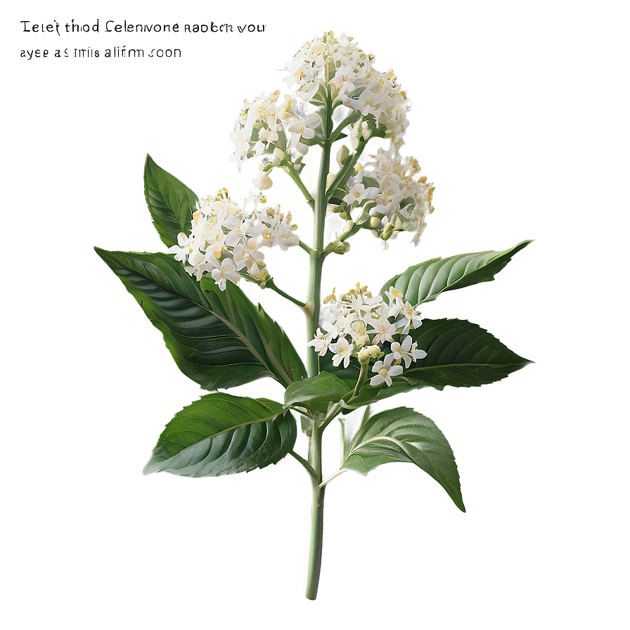 Enchanted Elderflower Png 95 PNG