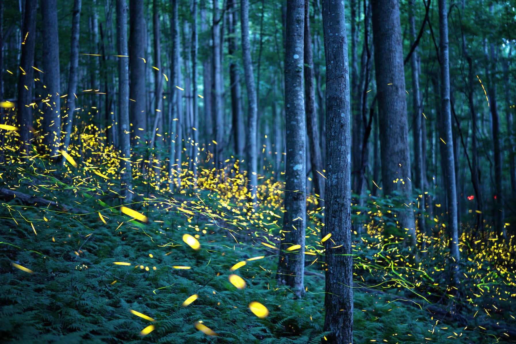 Betoverd Vuurvlieg Bos Nacht Achtergrond