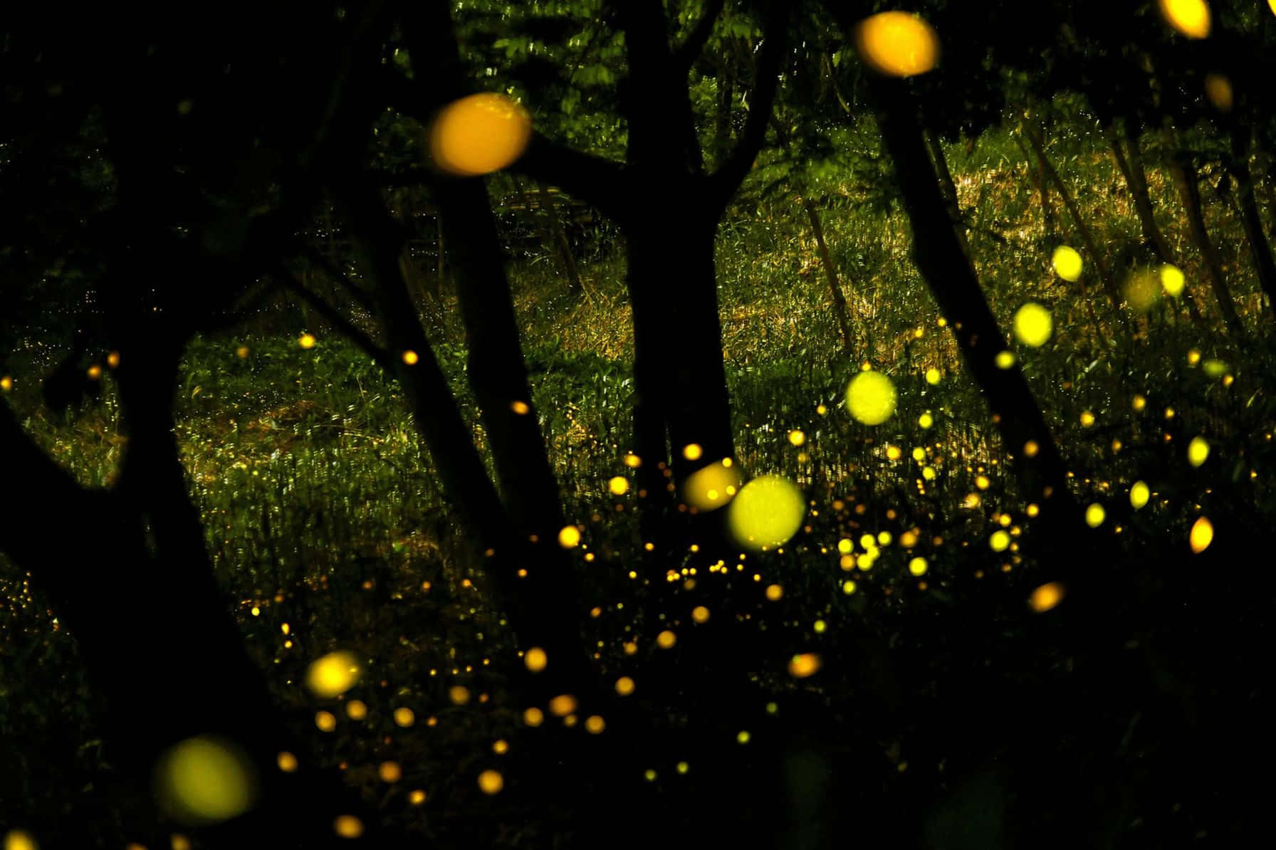Enchanted Firefly Forest Night Wallpaper