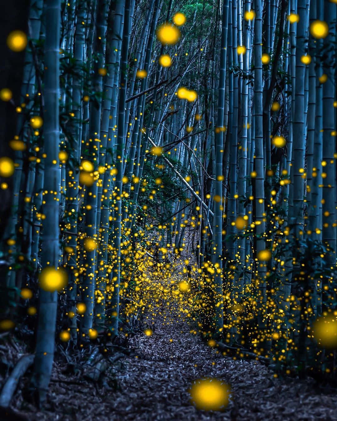 Enchanted Firefly Forest Path.jpg Wallpaper