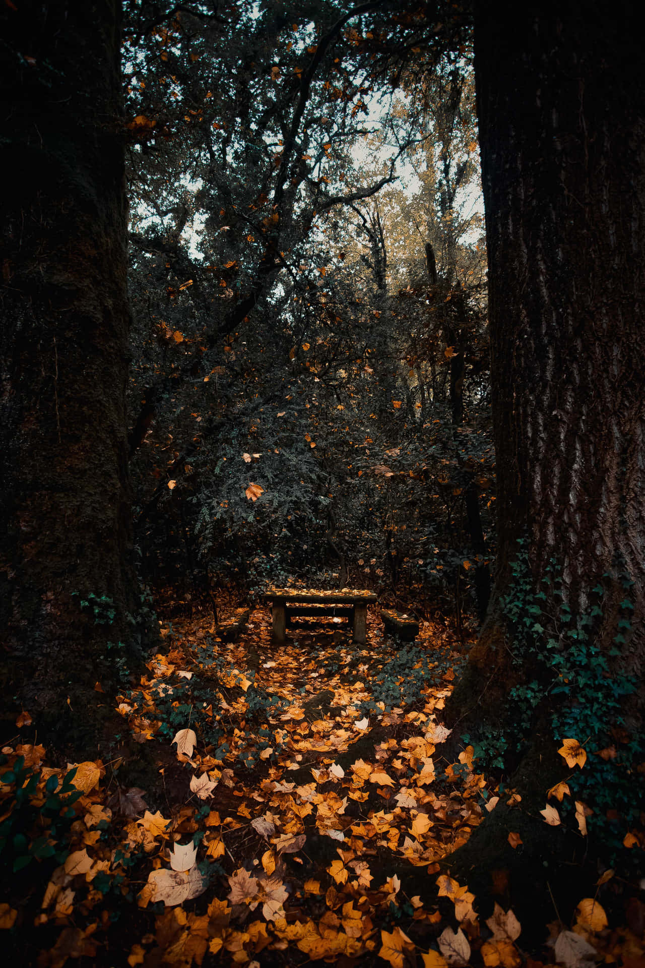 Enchanted Forest Fall Bench Wallpaper