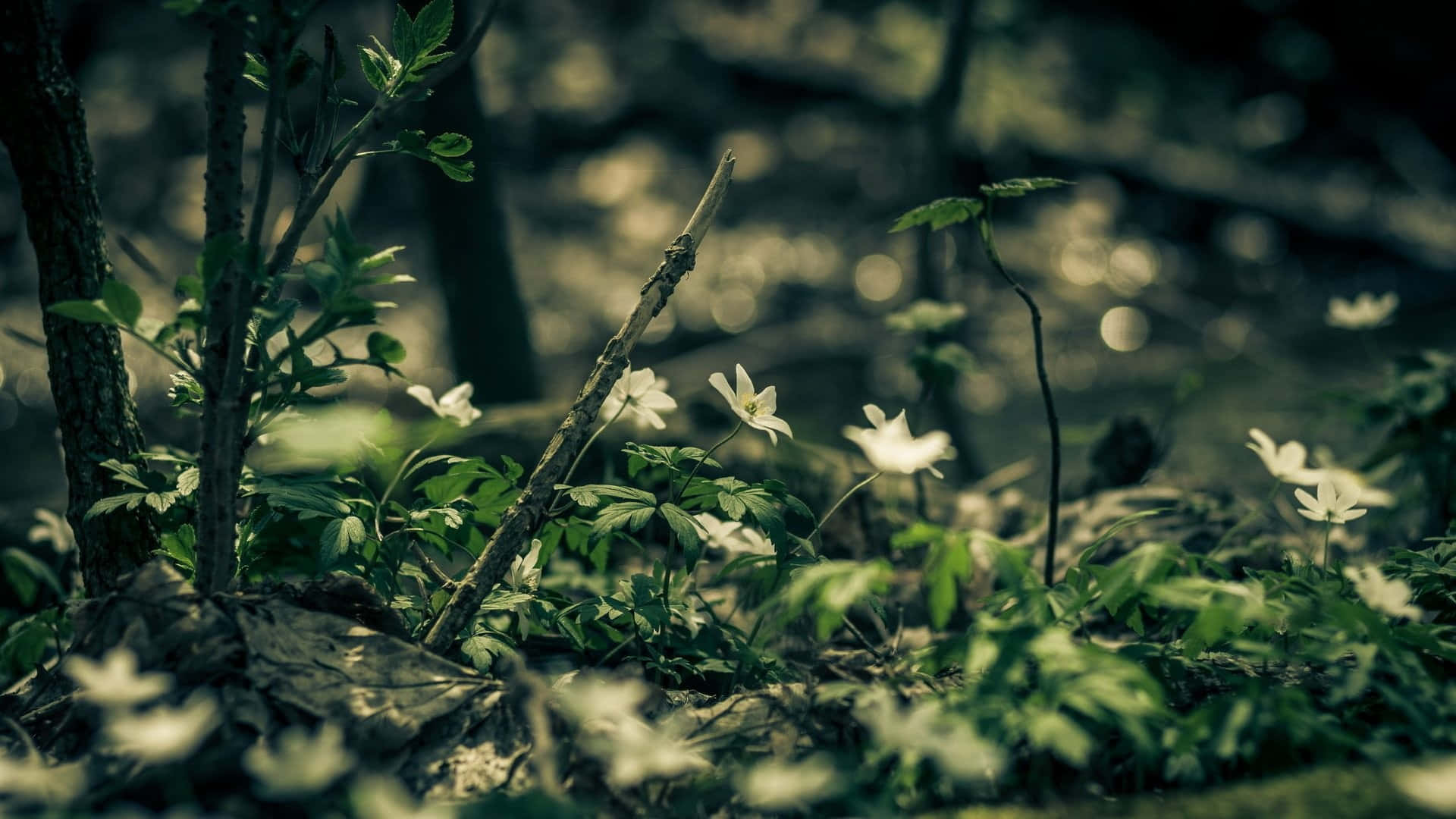 Enchanted_ Forest_ Floor_ Wildflowers.jpg Wallpaper