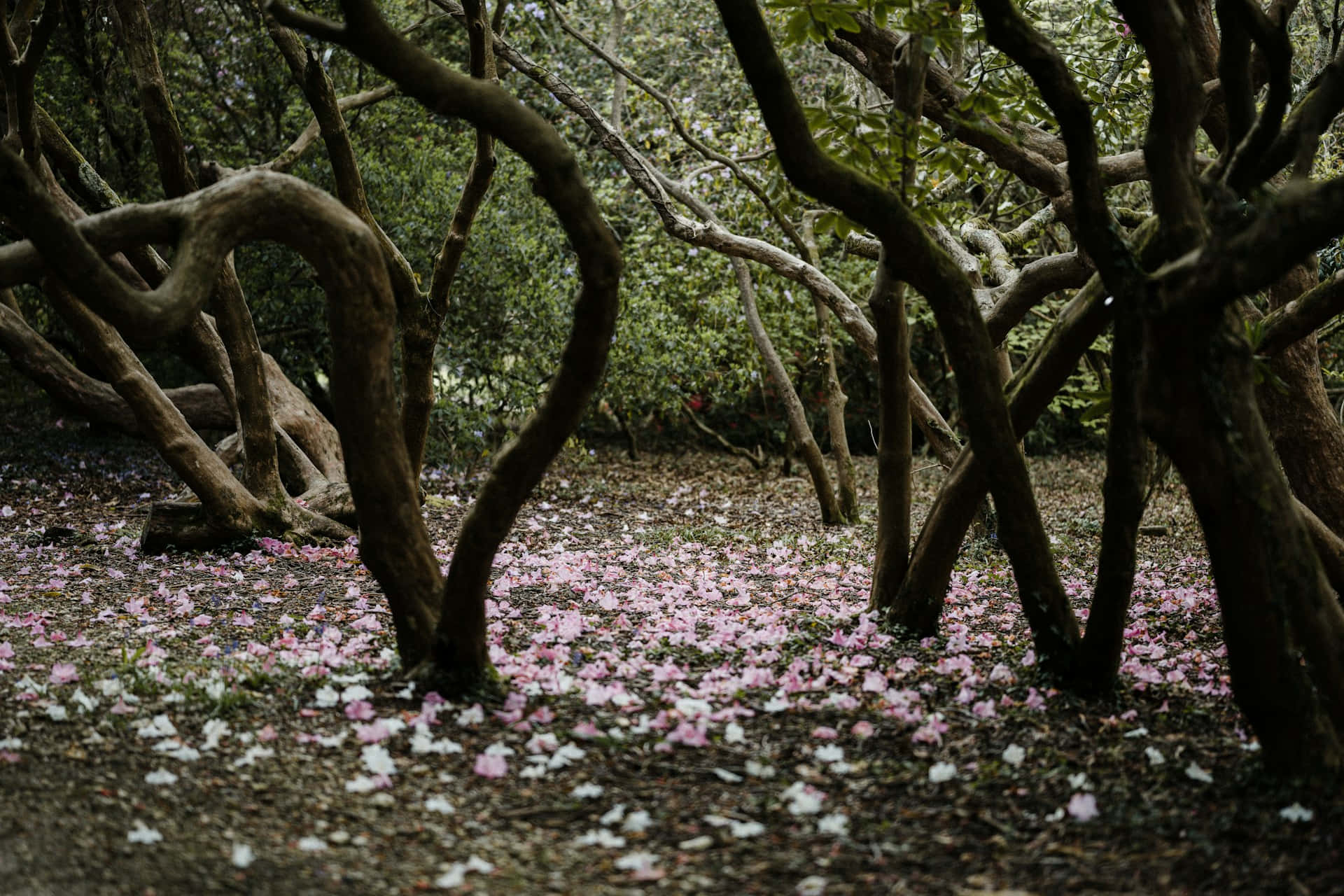 Enchanted Forest Floorwith Pink Petals Wallpaper