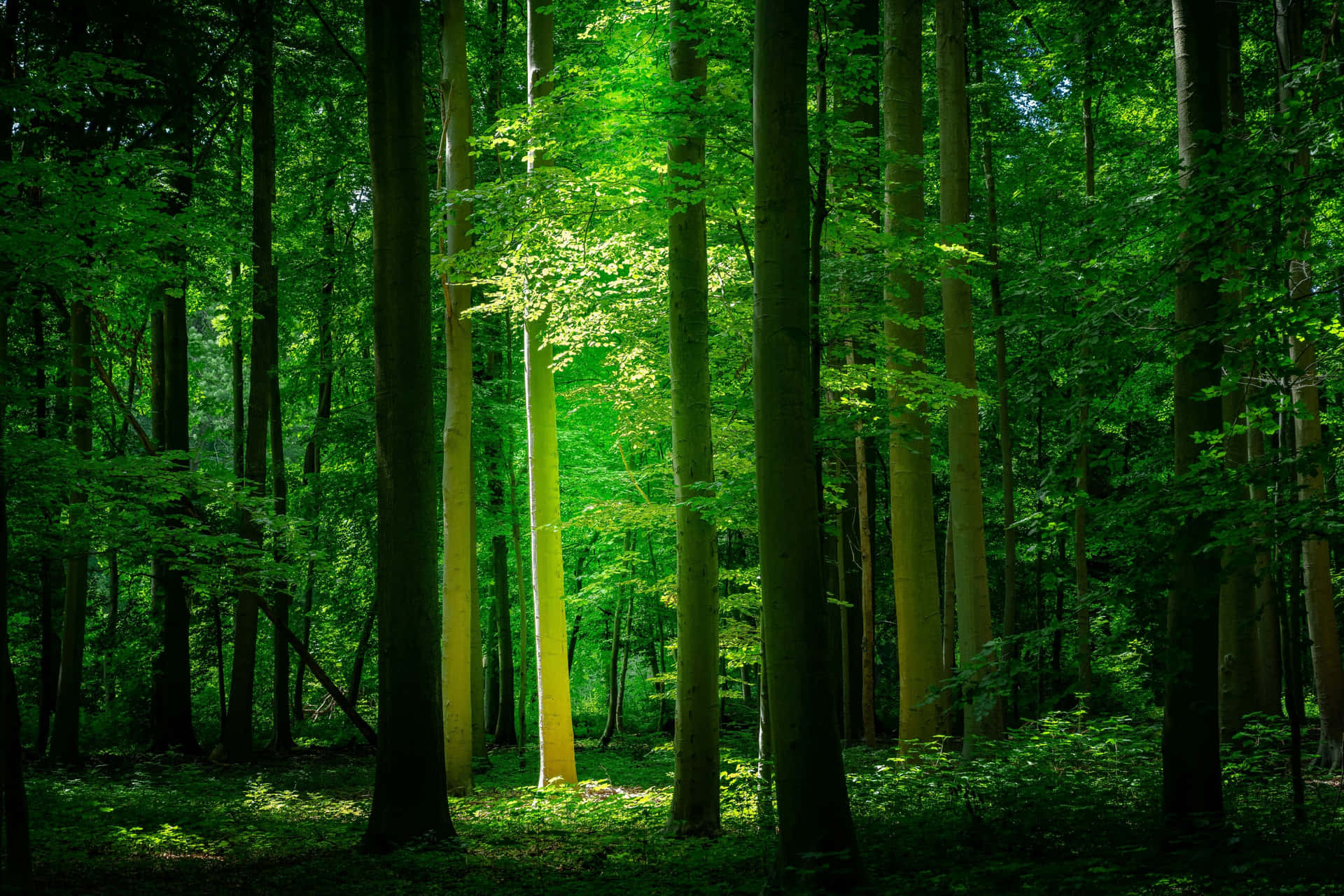Enchanted Forest Green Aesthetic Wallpaper