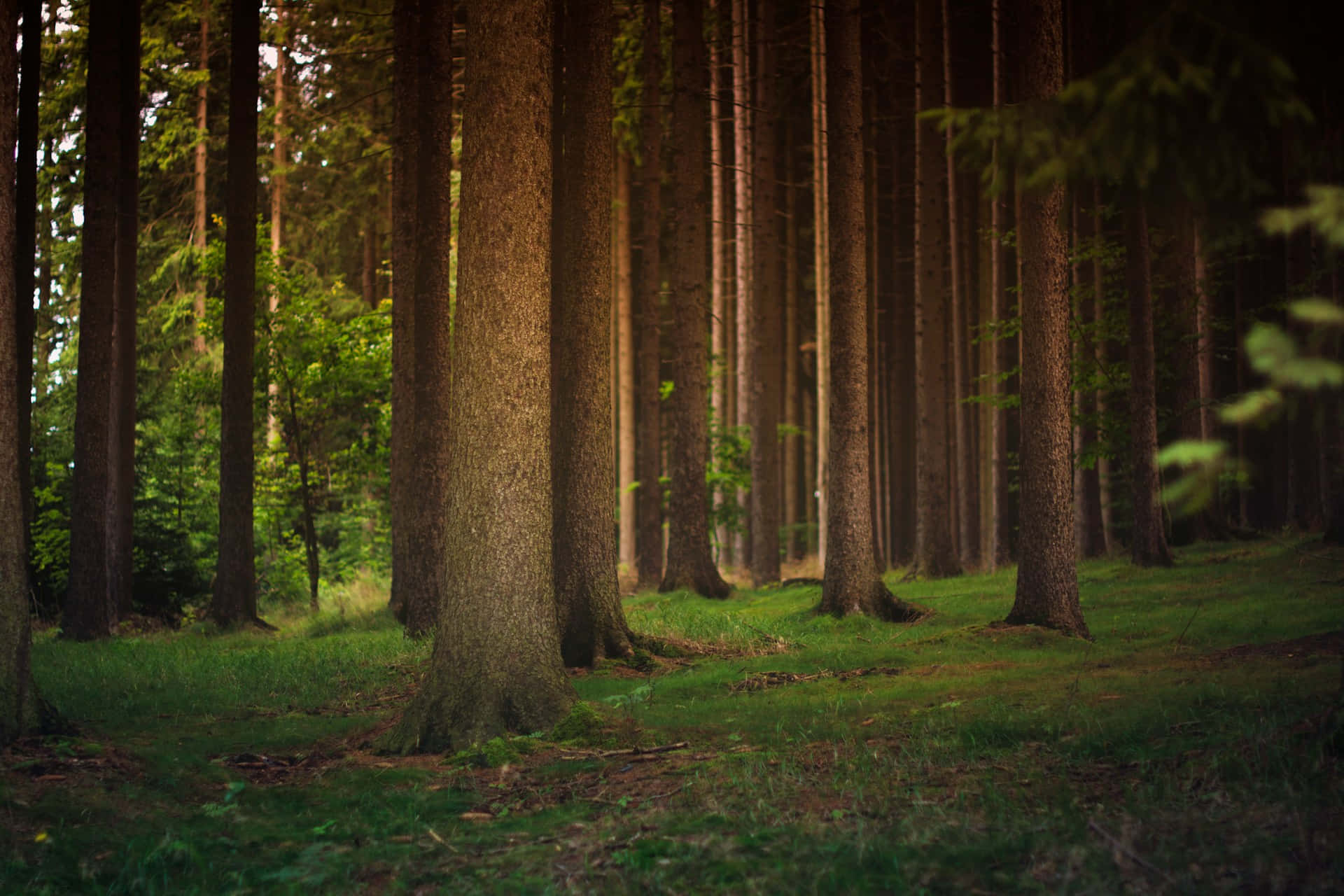 Forêt Enchantée Esthétique Verte Et Marron Fond d'écran