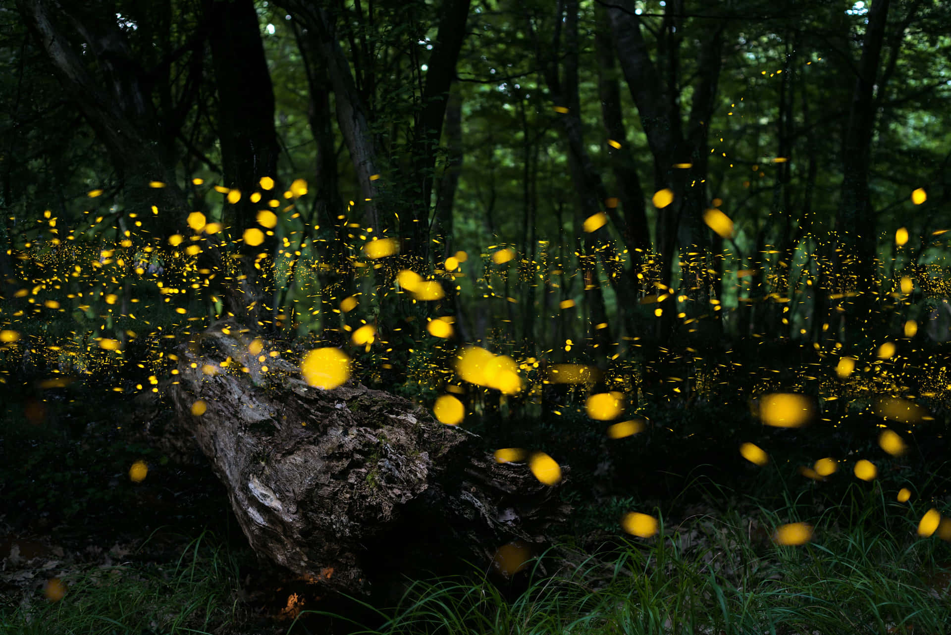 Enchanted Forest Lightning Bugs Wallpaper