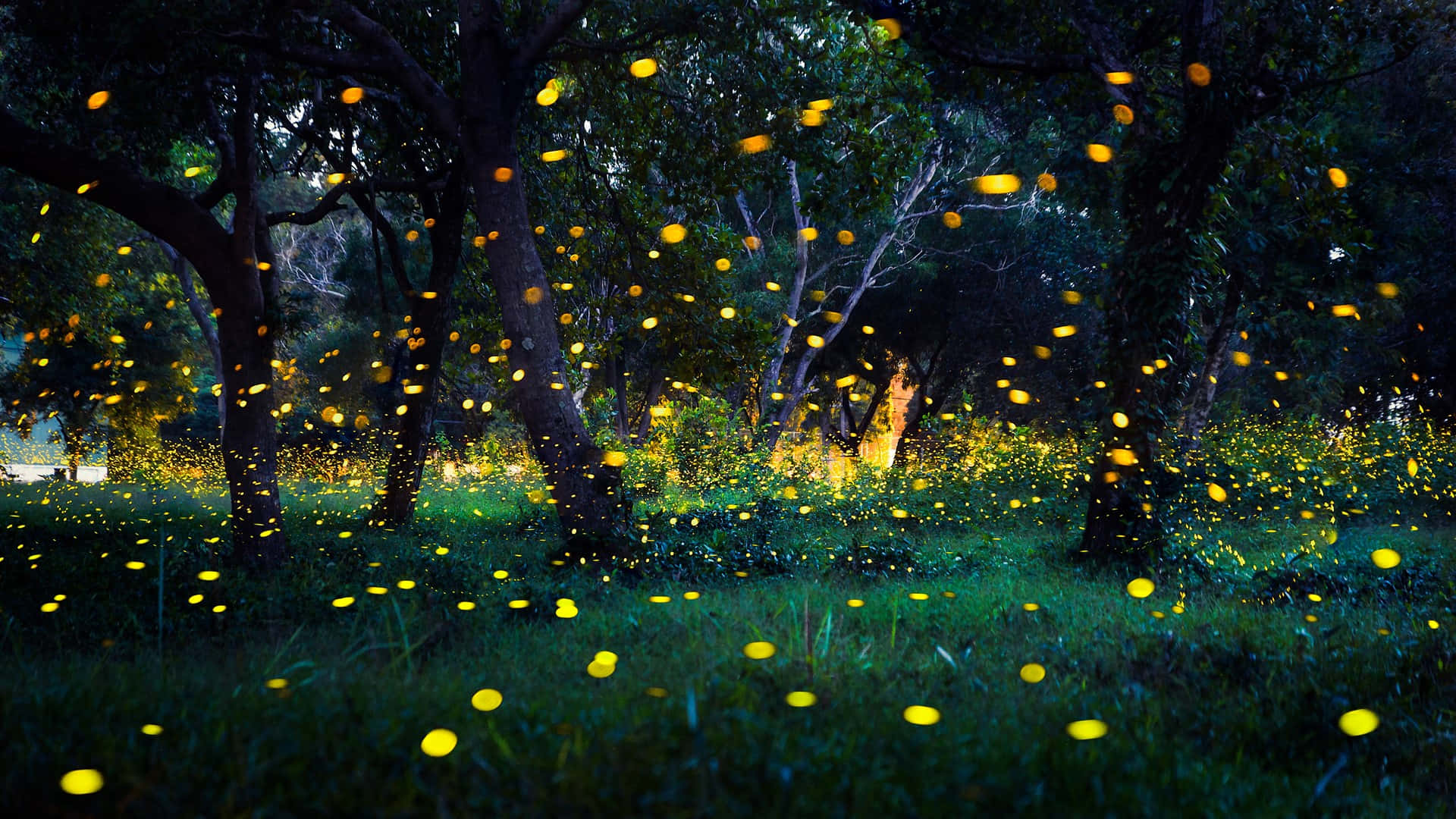 Enchanted Forest Lightning Bugs Wallpaper