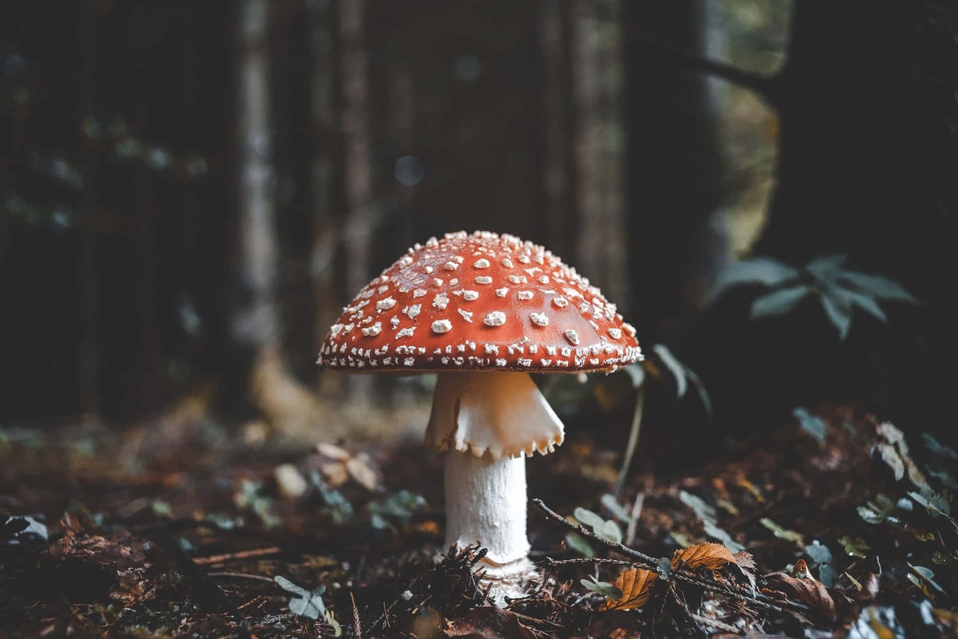 Enchanted Forest Mushroom Wallpaper