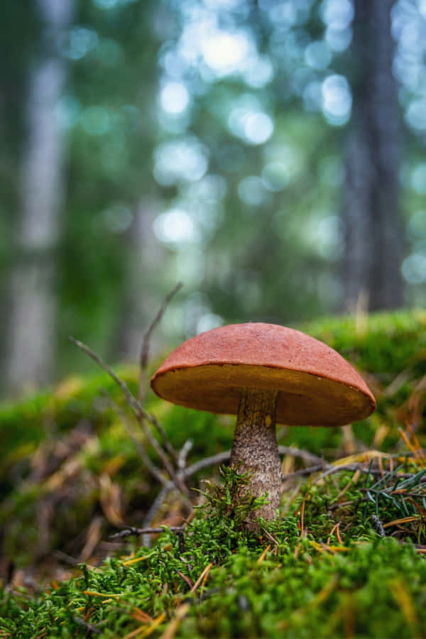 Enchanted Forest Mushroom Wallpaper