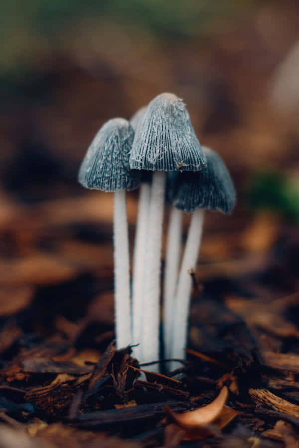 Betoverd Bos Paddenstoelen Achtergrond